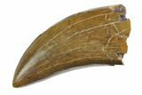 Serrated Tyrannosaur Tooth - Judith River Formation #150772-1